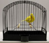 Fife Canary